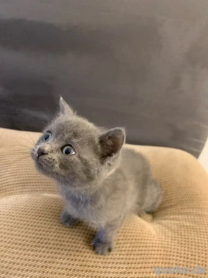    Verspielte Kätzchen zu verkaufen   4 schwarze & 1 graues   