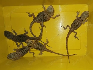 Farb Translucent Bartagame nz2025