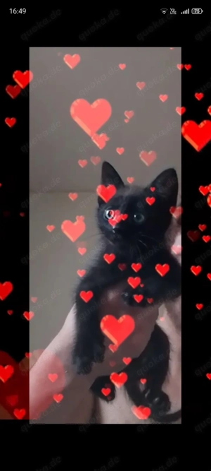 Geburtsname Schwartz  -  Siam Mix