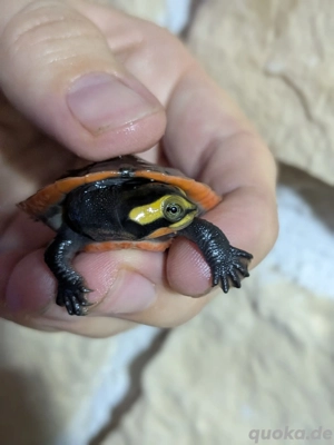 Schildkröten emydura nachzuchten wasserschildkröten 