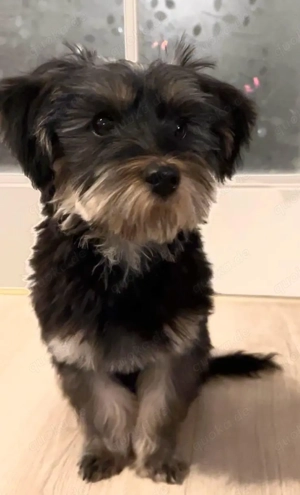 Yorkshire Terrier Welpe  Teddy  sucht liebevolles Zuhause