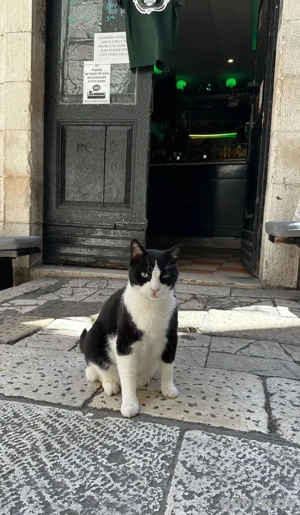 Entzückende Kätzchen, die bereit sind, sich ihrer neuen Familie anzuschließen