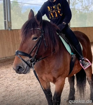 Kaltblut Stute Comtois