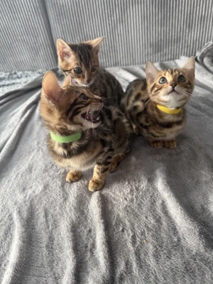 Bengalkitten vollständig geimpft mit EU Pass