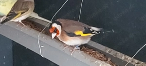 Stieglitze zu verkaufen 