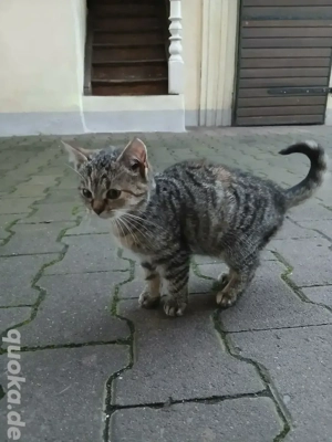 Katzenkind Kitten abzugeben!