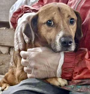 RUDI   ein sanfter,kleiner Rüde