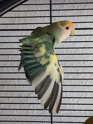 Unzertrennliche, Agaporniden abzugeben