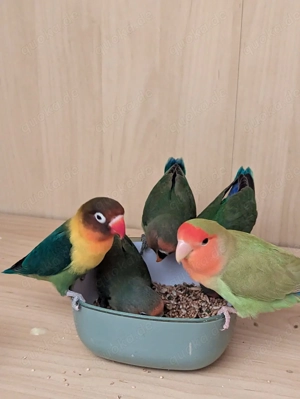 Unzertrennliche, Agaporniden abzugeben