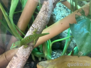 Junge Phelsuma mad.Grandis zu verkaufen
