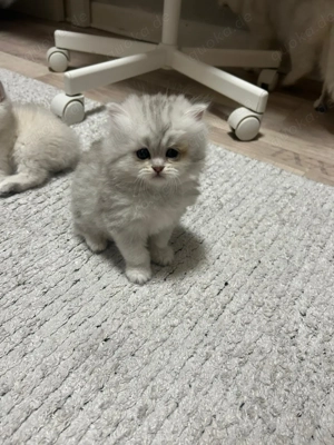 Reinrassige BKH-Kätzchen abzugeben