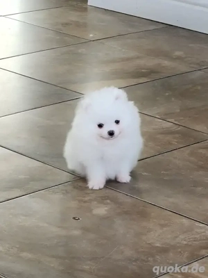 Bezaubernde Zwergspitz-Pomeranian welpen