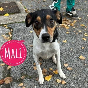 Mali, junge Jack Russel Terrier Mischlingshündin