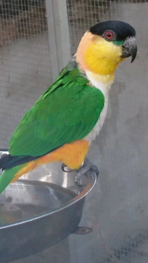 Grünzügelpapagei abzugeben