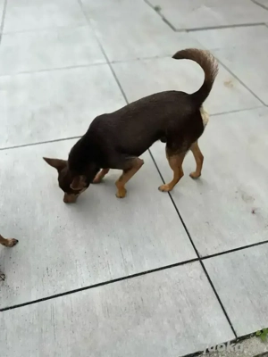 Schokobrauner Pinscher Mischling als DECKRÜDE 