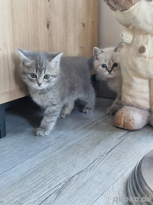 BKH Blue Point Kätzchen