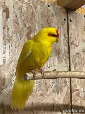 Ziegensittich Hahn in Goldgelb von 2025