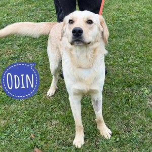 Odin, junger Labrador Mischlingsrüde 