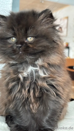 Britischlanghaar Kitte