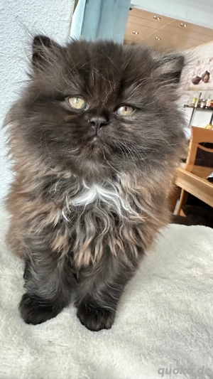 Britischlanghaar Kitte