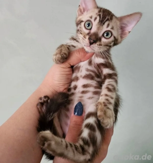 Reinrassige Bengalkatze sucht neues Zuhause