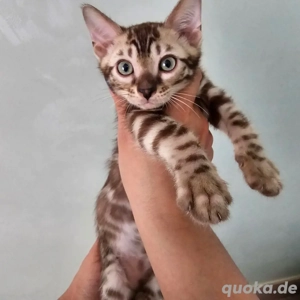 Reinrassiges Bengalkätzchen sucht neues Zuhause