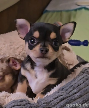 Chihuahua Welpe kurzhaar Rüde bunt