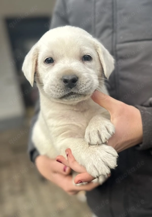 Schneeweiße Labrador-Welpen suchen ihre Familie