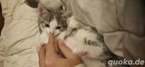 russisch blau mix kätzchen