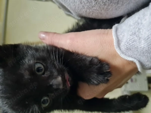 Kleine Kätzchen 2 Katzen und 1 kater