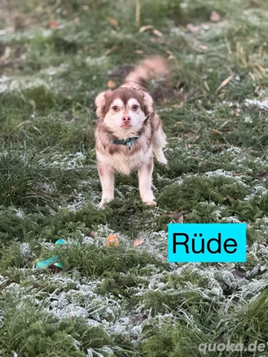 Reinrassige Chihuahua Welpen bestens sozialisiert & familiär aufgezogen