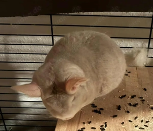 Chinchilla Nofallvermittlungshilfe sucht DRINGEND neues Zuhause für Mogwai und Luis