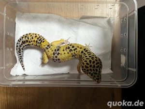 Lepardgecko Classic 