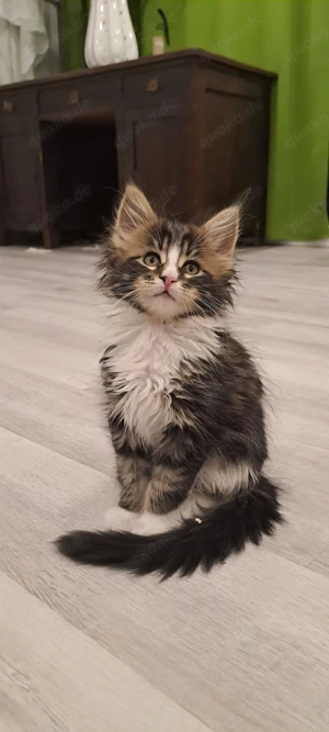 Maine Coon Kitten