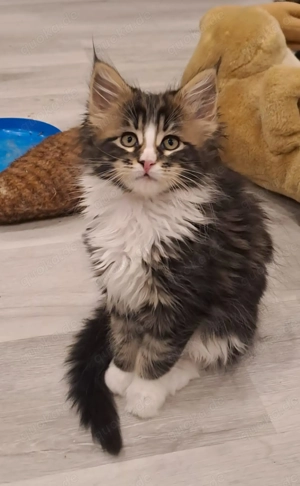 Maine Coon Kitten