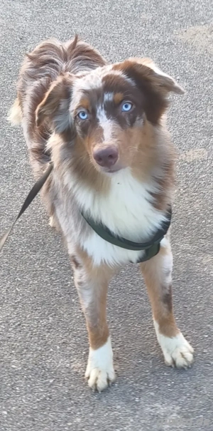 Australien Shepherd Brüder