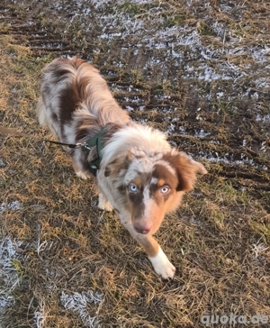 Australien Shepherd Rüden 