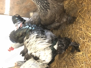 Brahma groß zu verkaufen