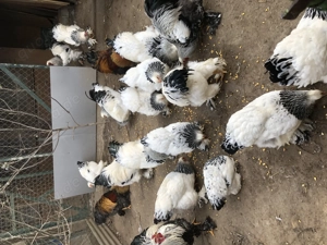 Brahma groß zu verkaufen Bild 2