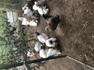 Brahma groß zu verkaufen Bild 5