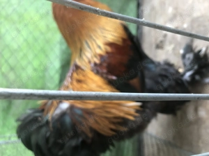 Brahma groß zu verkaufen Bild 6