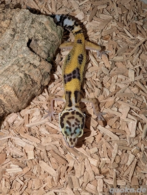 Leopardgecko Männchen 