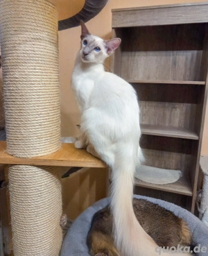 Traumhafter Balinese sucht neues Zuhause 