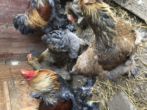 Brahma groß zu verkaufen Bild 10