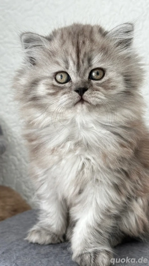 Britisch Langhaar Kitte