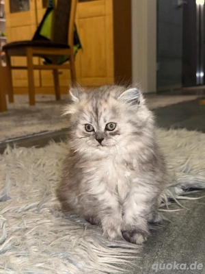 Britisch Langhaar Kitte