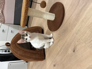 Europäisch Kurzhaar Katze   12 Wochen   verspielt, zutraulich & kinderlieb