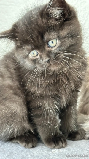 Britisch Kurzhaar Kitte 