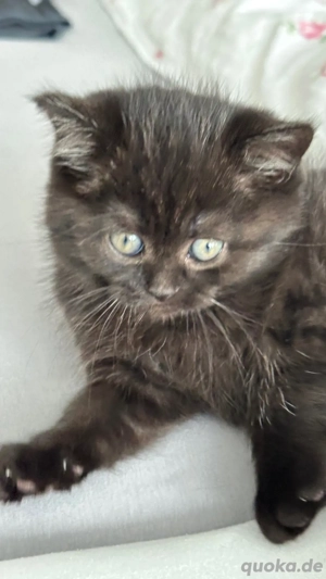 Britisch Kurzhaar Kätzchen ( männlich)