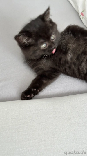 Britisch Kurzhaar Kitte